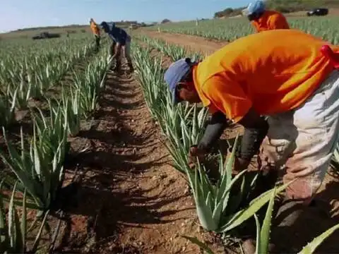 How this aloe vera farmer became a crorepati - He quit his job and started  cultivating aloe vera