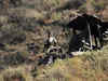 2 soldiers killed, 5 injured in Pakistani firing along LoC