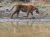 India records highest number of tiger seizure: Report
