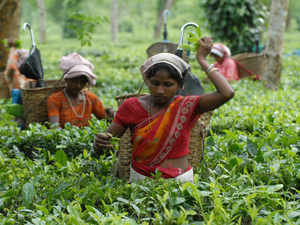 assam tea