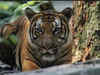 29 tigers killed in poaching this year, says govt
