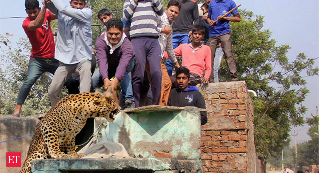 Cat Like Reflexes Leopard Beaten To Death After Attacking 8 People In