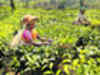 Tea cos look to reap gains from global shortage