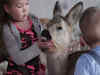 Injured baby deer now beloved family pet