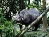 Oldest rhino at Dudhwa Park dies