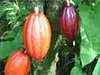 Cocoa imports under pressure in India