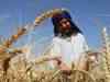 Wheat output may be hit if temperature rises: ICAR