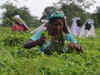 Banks misses deadline for opening tea workers account in Assam