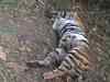 Over 40 tigers died in various zoos in India in 2015-16: Government