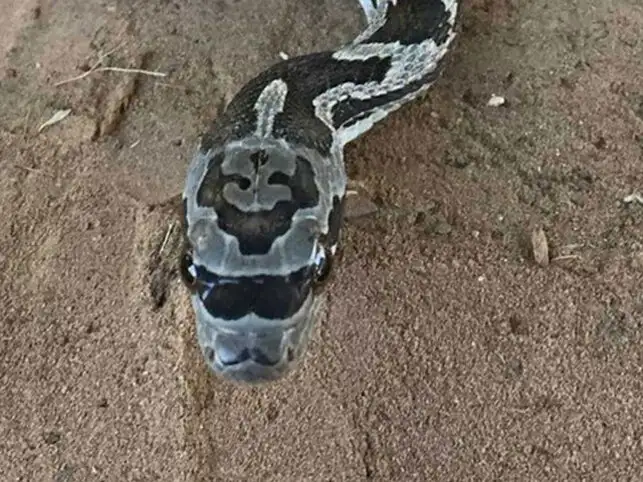The researchers used venom of the Thai or monocled cobra, a species found in UP , Bihar, and the North-East. The researchers used venom of the Thai or monocled cobra, a species found in UP , Bihar, and the North-East.