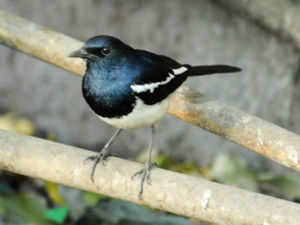 magpie robin bird