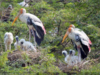 Migratory birds arrive in Bhitarkanika