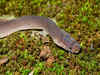Rainbow-headed snake, 'Star Trek' newt among 163 new species