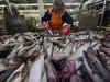 Meeting global climate target may up fish catch by 6 million tons