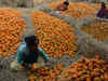 Note recall takes toll on Bhutan’s orange exports