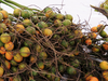 Arecanut prices feel the pinch of fall in pan sales