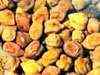 Chana March contract up by 2% on NCDEX
