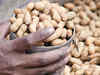 Groundnut yield jumps 30% on use of digital farming practices
