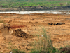 Singur rerun? 90% of SEZ land lying unused, should be returned, says PIL