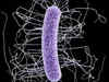 'Superbug from India resistant to all available antibiotics'