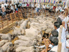 In Karnataka, all roads lead to famous cattle fair in Birur