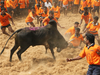 Jallikattu protests spread: What is fuelling the fire