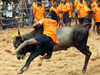 This is how the economy of Jallikattu works