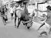 Jallikattu: Red flag over Tamil Nadu but what the fight really is for?
