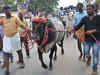 Animal rights groups challenge new TN law on Jallikattu in SC