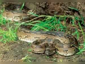 African Rock Python