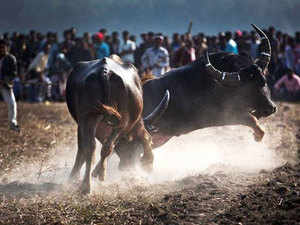 Assam-bufflo-fight