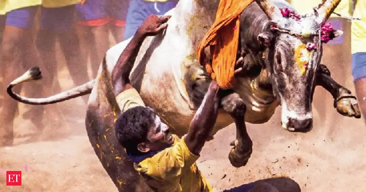 Jallikattu through the ages; The cultural argument around it