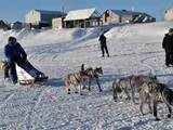 Iditarod Trail Sled Dog Race