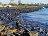 Ship collision spills 2 tonnes of oil in TN; turtles, fish die
