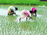Can good irrigation double farm income? 1 80:Image