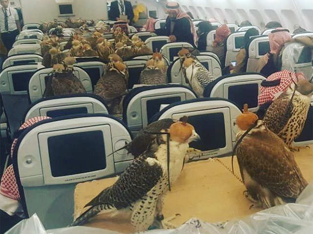 Flight for falcons