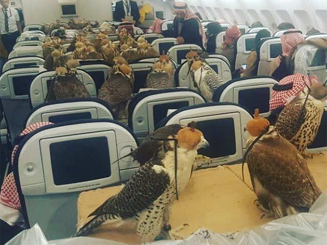 Flight For Falcons Strange Things Saudi Princes Spent Money On