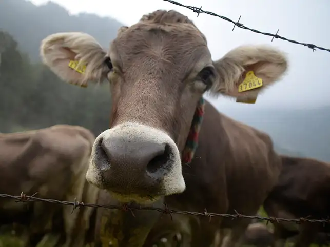 The cow urine market is estimated to be as big as $1 billion. The cow urine market is estimated to be as big as $1 billion.