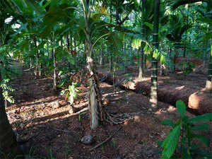 plantation-crops