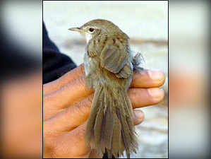 NepalRufous-ventedPrinia