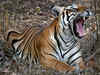 Forest dept captures man-eater tiger in Pilibhit