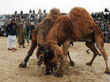 Camel fight in Afghanistan