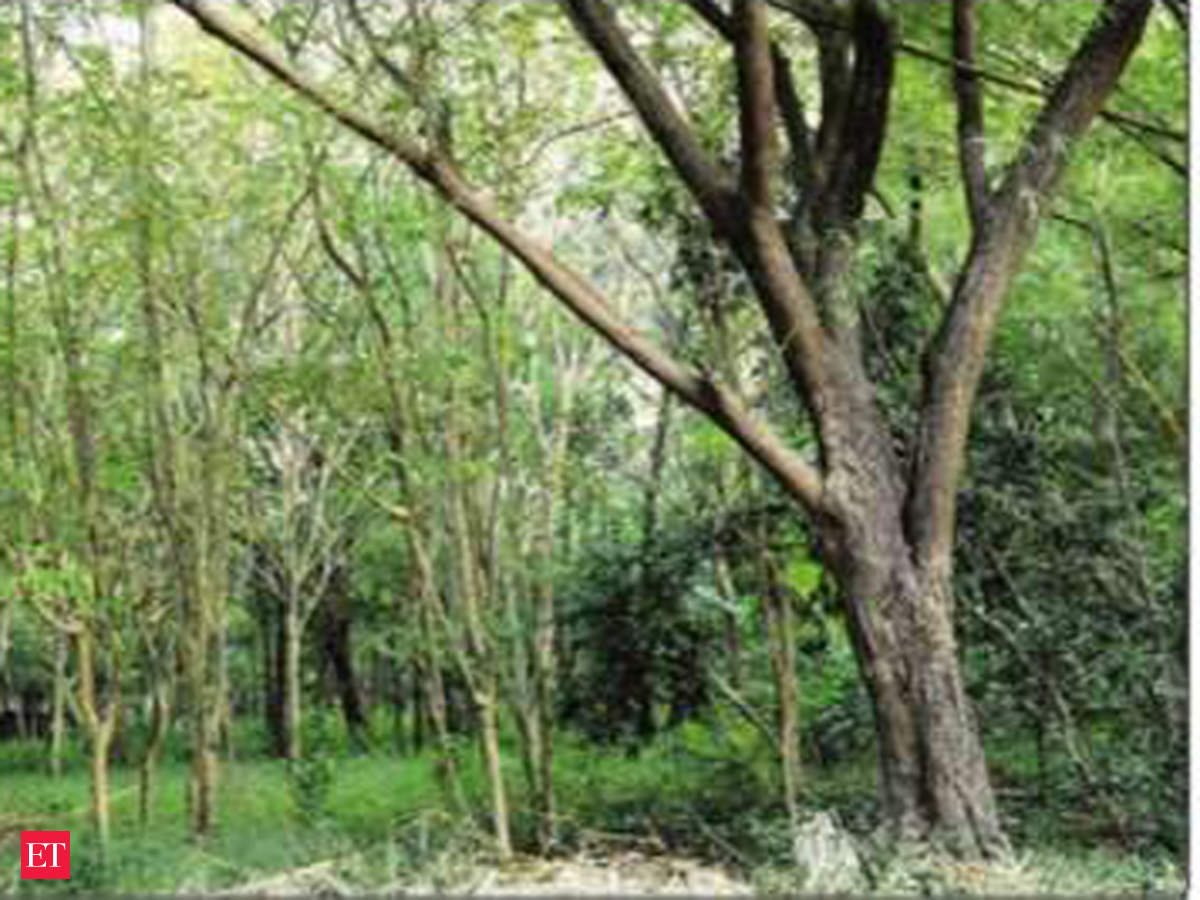 Tree Festival In Bengaluru To Raise Awareness About - 
