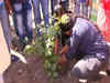 Students plant nearly 5,000 saplings in Surat