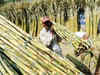 Coca-Cola, IFC and DCM Shriram help farmers raise sugarcane yields in Uttar Pradesh