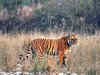 Poaching menace: Shoot-at-sight order at Corbett tiger reserve