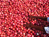 At Rs 450/quintal, onion prices dive to 5-year low