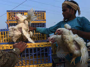 Low Feed Prices Take Poultry Industrys Profits To Four Year