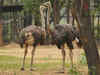 Ostriches exist all over India: DNA evidence merely confirms their continuing presence