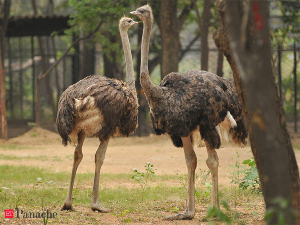 Ostriches Exist All Over India Dna Evidence Merely Confirms Their Continuing Presence The Economic Times